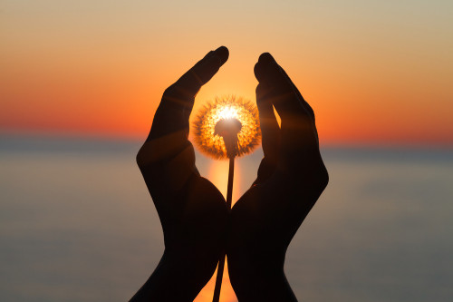 Reinkarnation: Foto: © Alina_Kruk / shutterstock / #1717856833